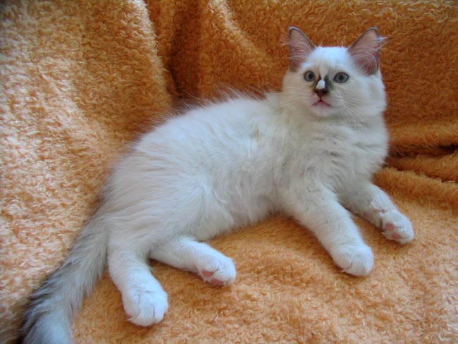 ragdoll chocolate mitted(kitten).jpg