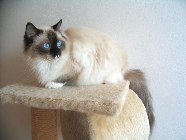 ragdoll chocolate mitted.jpg