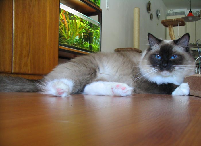 ragdoll seal mitted.jpg