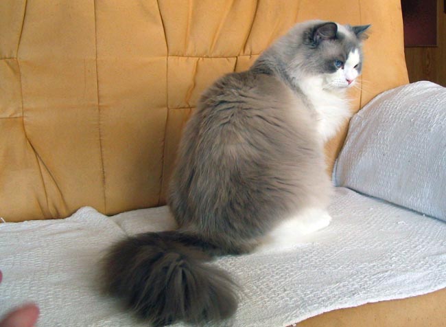 ragdoll blue bicolor.jpg