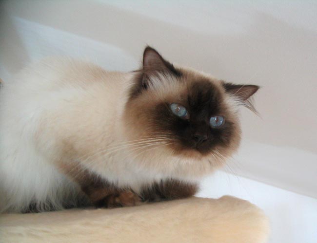 ragdoll chocolate colorpoint.jpg