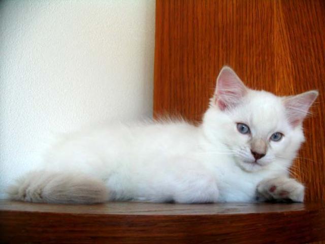 ragdoll lilac lynx colorpoint (kitten).jpg