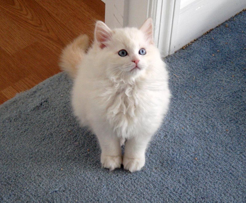 ragdoll red lynx bicolor (kitten).jpg