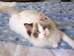 ragdoll seal tortie bicolor 1.jpg