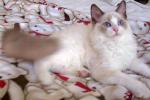 ragdoll blue bicolor.jpg