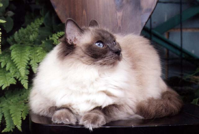 ragdoll blue colorpoint 1.jpg