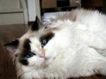 ragdoll seal tortie bicolor.jpg