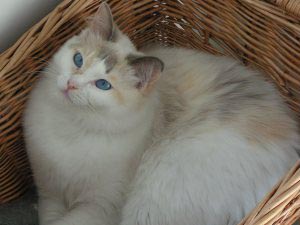 ragdoll blue cream bicolor.jpg