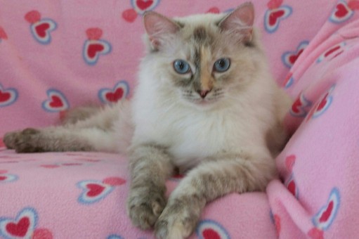 ragdoll seal torbie (seal lynx tortie).jpg