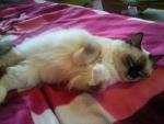 Caity Choco Flake Orlitia  - ragdoll chocolate mitted