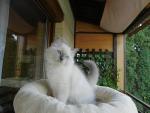 Ivory Man Faelis, RAG a 04 - boy blue mitted