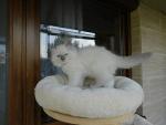 Irvin Sky Faelis, RAG a 04 - blue mitted boy