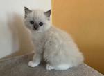 1 blue mitted boy PP