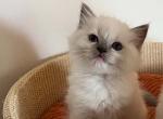 7 girl blue mitted PP