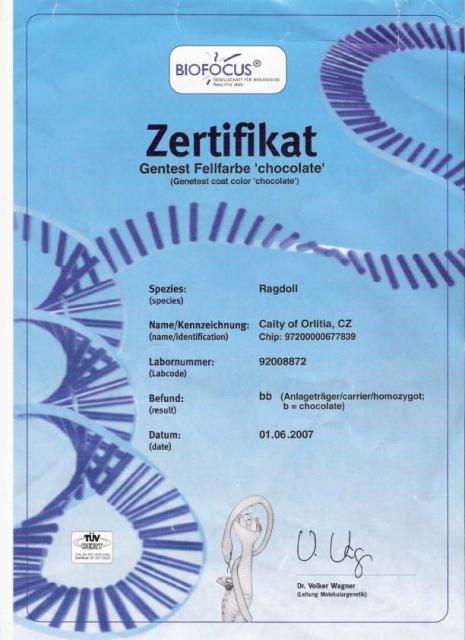 certifikat chocolate color