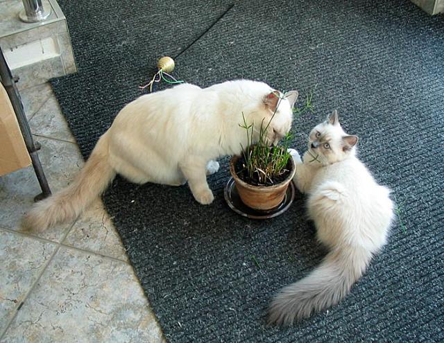 lilac female on the left, blue kitten on the right