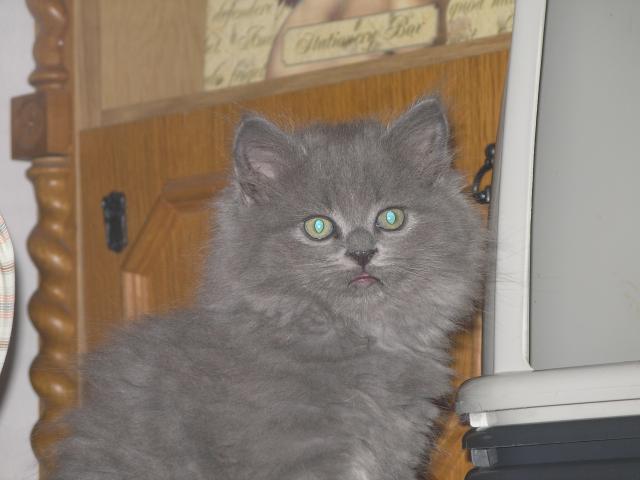 2006-08-17 breeder wrote me: My persians are in love with my ragdoll Aladdin...