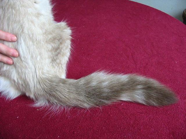 seal lynx tail